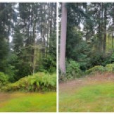 Before and After, Fire mitigation, property take back, tree removal, brush removal, clearing, tree service